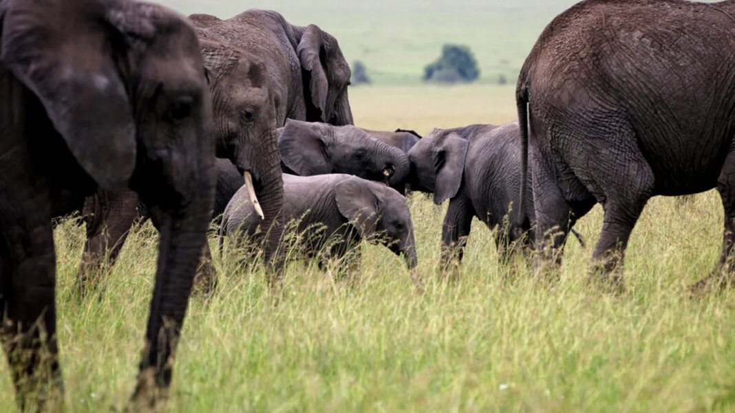 trei-oameni-au-murit-in-uganda-dupa-ce-masina-in-care-se-aflau-s-au-izbit-de-un-elefant trei-oameni-au-murit-in-uganda-dupa-ce-masina-in-care-se-aflau-s-au-izbit-de-un-elefant