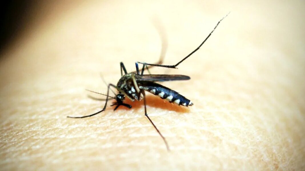 europa-risca-sa-devina-un-focar-pentru-virusul-chikungunya,-pe-fondul-extinderii-habitatelor-tantarilor