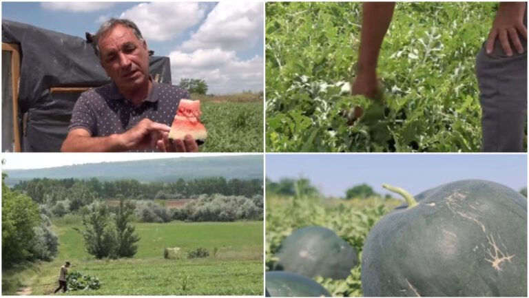 vremea-capricioasa-din-ultimele-saptamani-intarzie-productia-de-pepeni-romanesti.-cand-ar-putea-aparea-in-piete