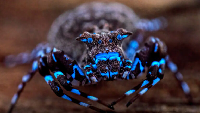 specii-noi-de-libelule,-lacuste-si-un-paianjen-fluorescent,-descoperite-de-cercetatori-in-angola