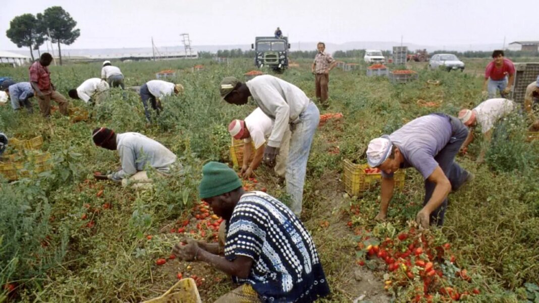 muncitori-migranti-exploatati-in-sudul-italiei.-anchetele-scot-la-iveala-conditii-comparate-cu-sclavia-moderna muncitori-migranti-exploatati-in-sudul-italiei.-anchetele-scot-la-iveala-conditii-comparate-cu-sclavia-moderna