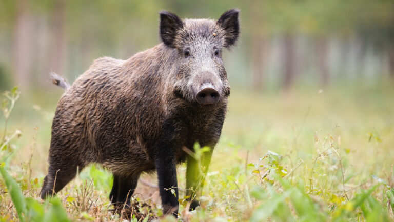 mesaj-ro-alert,-dupa-ce-un-porc-mistret-a-fost-vazut-in-pipera-voluntari,-in-zona-unei-scoli