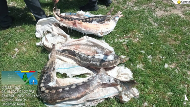 controale-in-delta-dunarii:-sturioni-descoperiti-intr-o-lada-frigorifica,-deversari-ilegale-in-dunare-si-amenzi-de-230.000-de-lei