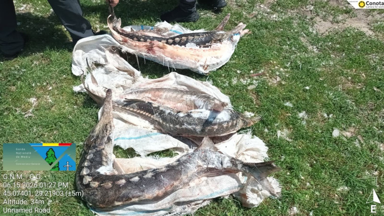 controale-in-delta-dunarii:-sturioni-descoperiti-intr-o-lada-frigorifica,-deversari-ilegale-in-dunare-si-amenzi-de-230.000-de-lei controale-in-delta-dunarii:-sturioni-descoperiti-intr-o-lada-frigorifica,-deversari-ilegale-in-dunare-si-amenzi-de-230.000-de-lei