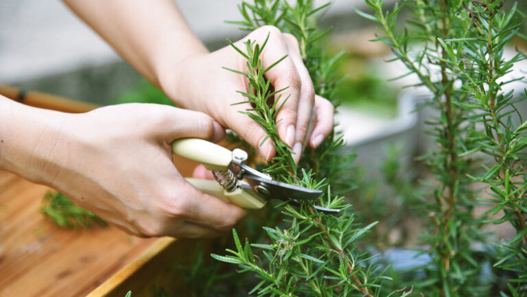 planta-aromatica-asociata-cu-imbunatatirea-memoriei-si-reducerea-stresului.-specialistii-explica-beneficiile-multiple-pentru-organism