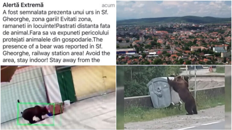 „foarte-periculosi!-de-doua-ori-m-au-atacat”-oras-intreg-terorizat-de-ursi.-animalele-dau-tarcoale,-in-cautare-de-hrana