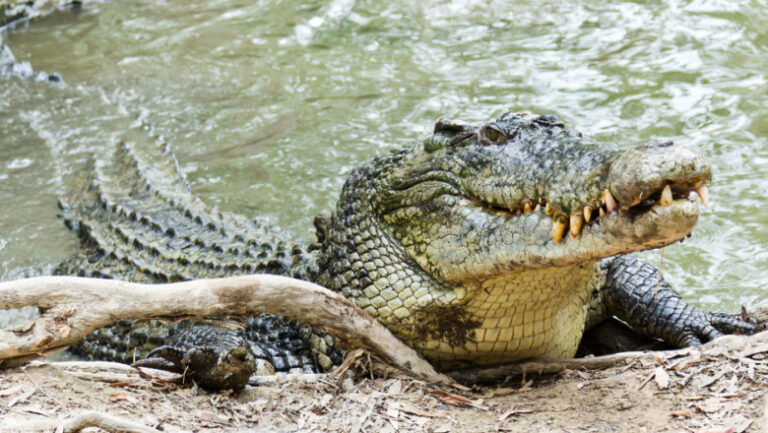 un-crocodil-a-fost-gasit-pe-balconul-unui-apartament-din-hong-kong.-in-locuinta-erau-peste-100-de-reptile