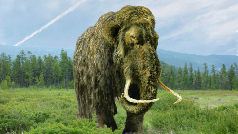 un-„mamut”-pastrat-timp-de-70-de-ani-intr-un-muzeu-s-a-dovedit-a-fi-cu-totul-altceva.-ce-animal-era,-de-fapt