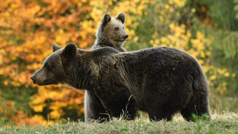 ursi-in-mai-multe-judete:-mai-multe-mesaje-ro-alert-in-harghita-si-interventii-ale-autoritatilor-in-alba