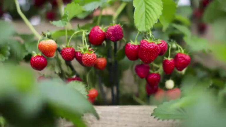 atentie-la-ce-cumparati:-care-sunt-cele-mai-contaminate-fructe-cu-pesticide