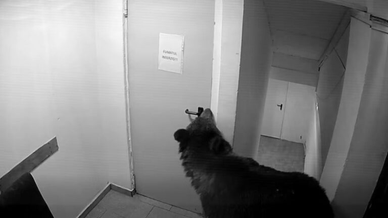 ursul-care-a-creat-panica-in-poiana-brasov,-dupa-ce-a-intrat-intr-un-hotel,-a-fost-impuscat