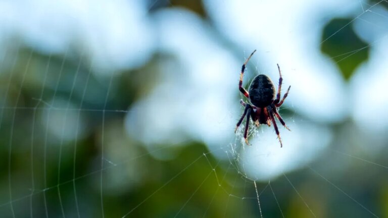 paianjenul-care-alearga-mai-repede-decat-un-om.-specia-campioana-vine-din-australia