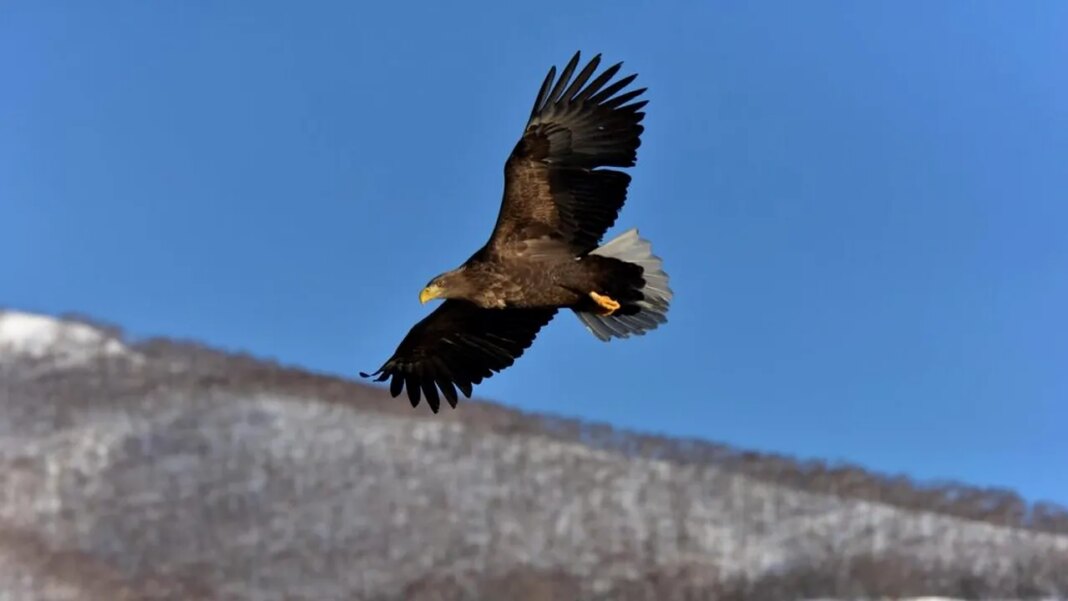 lovitura-pentru-fauna-salbatica:-administratia-trump-reduce-protectia-habitatelor-naturale