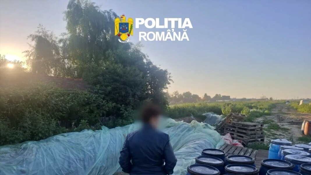 opt-tone-de-varza-murata,-gasite-depozitate-in-gropi-cu-folie,-in-dambovita,-distruse