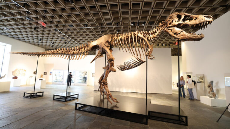 cel-mai-scump-dinozaur:-scheletul-unui-t-rex-a-fost-vandut-cu-50-de-milioane-de-dolari-la-new-york,-un-pret-record