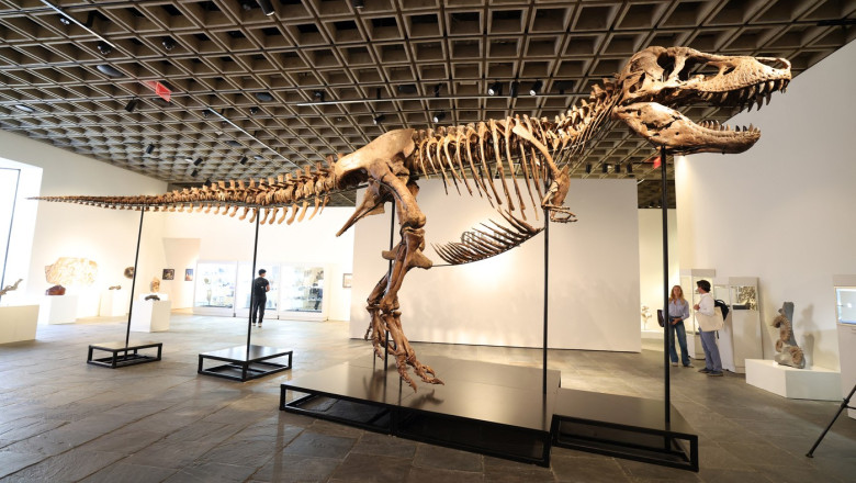 cel-mai-scump-dinozaur:-scheletul-unui-t-rex-a-fost-vandut-cu-50-de-milioane-de-dolari-la-new-york,-un-pret-record cel-mai-scump-dinozaur:-scheletul-unui-t-rex-a-fost-vandut-cu-50-de-milioane-de-dolari-la-new-york,-un-pret-record