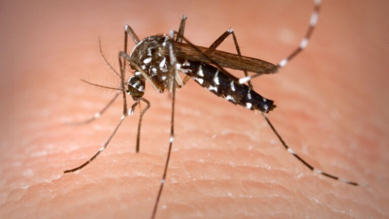 trei-cazuri-de-infectie-cu-west-nile,-un-deces-in-prima-jumatate-a-lunii-iulie.-care-sunt-recomandarile-medicilor