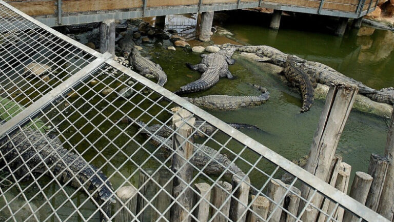 inchisorile-din-israel-vor-folosi-crocodili-pentru-a-descuraja-detinutii-sa-evadeze