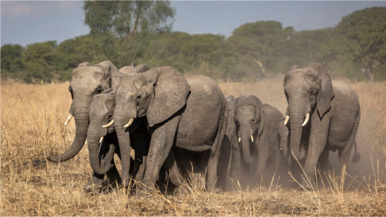 alerta-in-kenya:-moartea-inexplicabila-a-15-elefanti-zdruncina-ecosistemul-amboseli.-ipotezele-investigate-de-experti