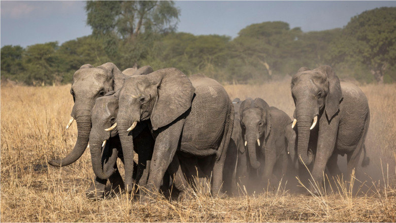 alerta-in-kenya:-moartea-inexplicabila-a-15-elefanti-zdruncina-ecosistemul-amboseli.-ipotezele-investigate-de-experti alerta-in-kenya:-moartea-inexplicabila-a-15-elefanti-zdruncina-ecosistemul-amboseli.-ipotezele-investigate-de-experti