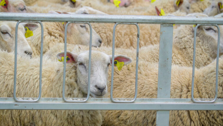 cum-s-a-ajuns-la-blocarea-exporturilor-de-ovine-din-romania.-explicatia-din-spatele-protestului-a-mii-de-oieri