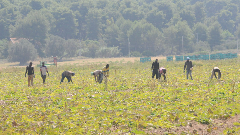 patru-romani-sunt-acuzati-in-italia-de-exploatarea-unor-migranti-care-lucrau-in-agricultura patru-romani-sunt-acuzati-in-italia-de-exploatarea-unor-migranti-care-lucrau-in-agricultura