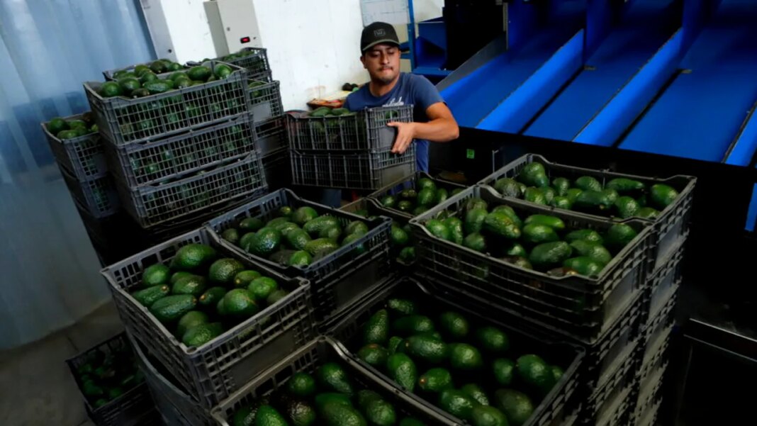 exporturile-de-avocado-mexican-catre-sua,-suspendate-din-nou-|-cartelurile-si-amenintarile-de-securitate-blocheaza-livrarile exporturile-de-avocado-mexican-catre-sua,-suspendate-din-nou-|-cartelurile-si-amenintarile-de-securitate-blocheaza-livrarile