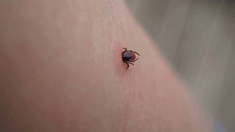 ue-evalueaza-un-vaccin-pfizer-impotriva-bolii-lyme,-infectie-transmisa-prin-muscatura-de-capusa