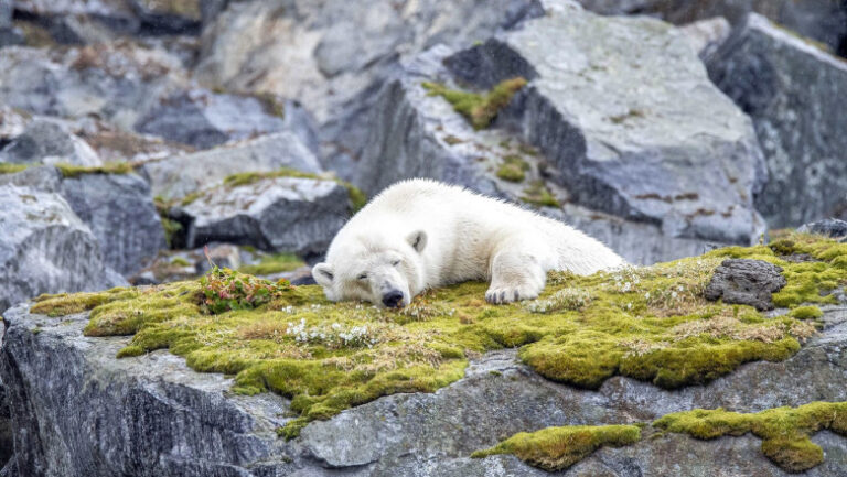cu-cat-a-fost-amendata-o-persoana-care-a-trezit-cu-sirena-unui-vapor-un-urs-polar-care-dormea-intr-un-arhipelag-norvegian