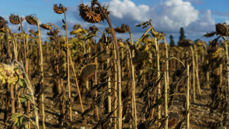 „recolte-catastrofale”-in-europa.-valurile-de-caldura-si-seceta-provoaca-o-criza-fara-precedent-pentru-fermieri