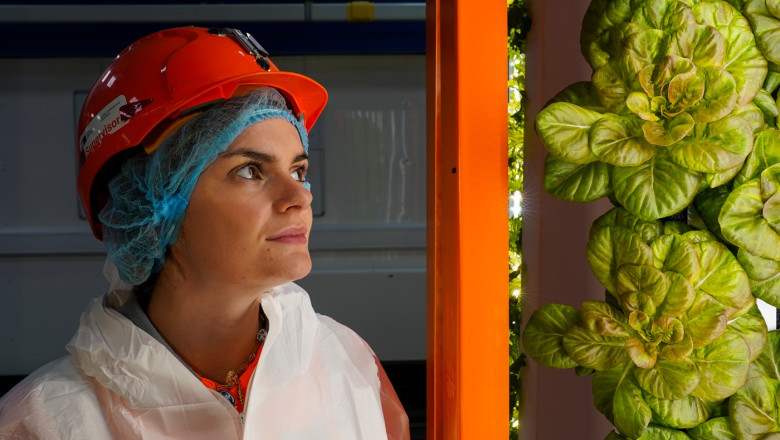salata-cultivata-in-subteran-si-ferme-la-peste-1000-de-metri-adancime.-cum-incearca-cercetatorii-britanici-sa-rezolve-criza-alimentara salata-cultivata-in-subteran-si-ferme-la-peste-1000-de-metri-adancime.-cum-incearca-cercetatorii-britanici-sa-rezolve-criza-alimentara