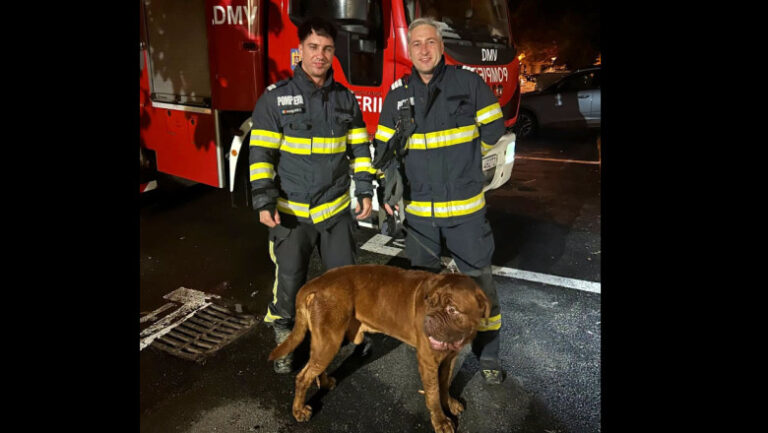 „choco-va-multumeste”.-misiune-neobisnuita-pentru-pompieri:-cum-au-salvat-un-„catelus”-de-65-de-kilograme