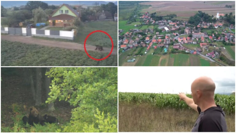 ziua-si-ro-alert-ul-in-harghita,-din-cauza-ursilor.-oamenii-au-ajuns-la-capatul-rabdarii:-„ca-primar,-n-ar-trebui-sa-alerg-dupa-urs”