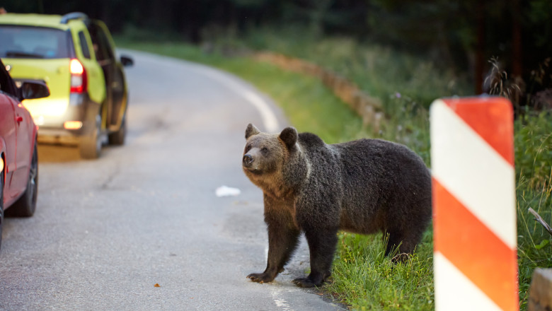 un-barbat-din-harghita-a-fost-atacat-de-urs-dupa-ce-masina-in-care-era-a-lovit-animalul.-a-ajuns-de-urgenta-la-spital un-barbat-din-harghita-a-fost-atacat-de-urs-dupa-ce-masina-in-care-era-a-lovit-animalul.-a-ajuns-de-urgenta-la-spital