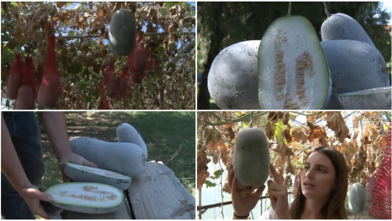 pepenele-de-iarna,-gigantul-din-serele-din-buzau.-fructul-urias-cu-gust-dulce-acrisor-si-invelis-de-ceara-rezista-pana-la-sase-luni pepenele-de-iarna,-gigantul-din-serele-din-buzau.-fructul-urias-cu-gust-dulce-acrisor-si-invelis-de-ceara-rezista-pana-la-sase-luni