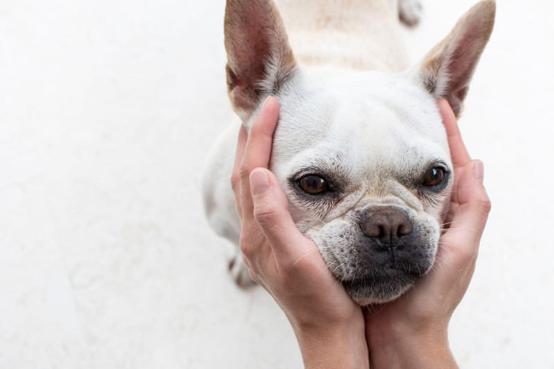 Human hands holding adorable dog face. Funny dog's face. Friendship of dog and human.